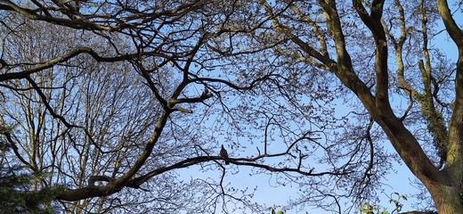 tree branches against blue sky