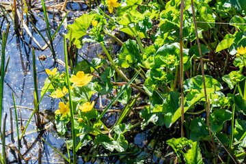 Spring bright sunny landscape with yellow buttercups flowers, green leaves and blue water in the garden pond. Yellow wildflowers grow in swamp water in the summer forest.