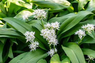 Blooming wild garlic Ramsons (Bear leek or Bear's garlic) close-up on a background of greenery. Natural green background with forest vitamin healthy plant. 