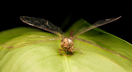 Libélula Macro