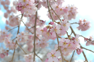 桜