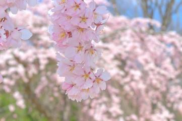 Fototapeta premium 桜