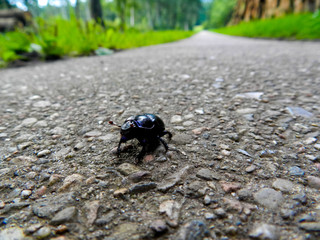 Käfer auf der Überholspur