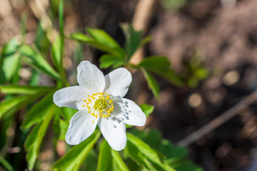 white flowers in spring