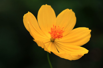 Macro details of summer sulfur Cosmos flower. Beautiful yellow Cosmos flower in the garden. Cosmos bipinnatus, commonly called the garden cosmos.