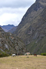 horses in the mountains, peru