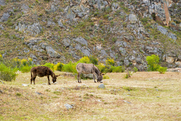 donkeys, inca trailhead