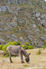 donkeys, inca trailhead