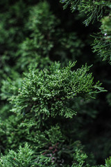 Naklejka na ściany i meble Branches of an ever-green plant close-up.