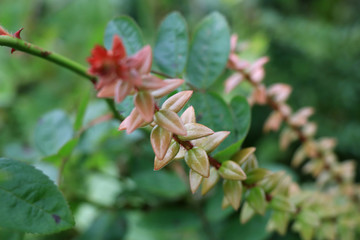 Obraz premium A beautiful red flower and green leaves. Mountain flower in spring.