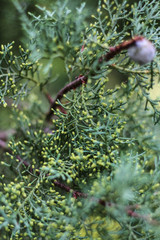 The branches of the cypress tree, close-up.