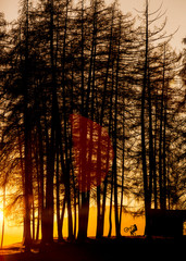 Person biking next to a little hut in the woods during sunset
