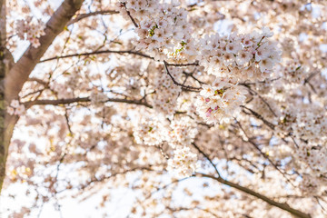 Pink  sakura blossom in park