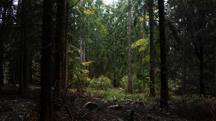 forest in the morning