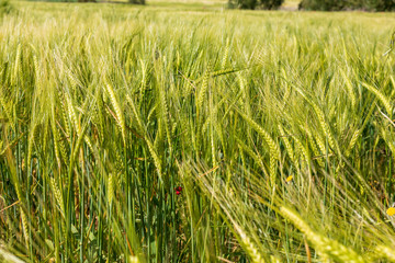 Beautiful field of cereals (wheat, barley, oats) green on a sunny spring day. Space to insert your text.