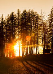 Person biking next to a little hut in the woods during sunset