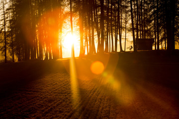 Person biking next to a little hut in the woods during sunset