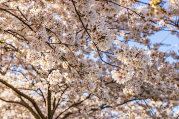 Pink  sakura blossom in park