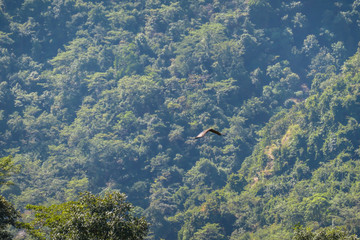 Fototapeta na wymiar An eagle roaming free in the region of Annapurna Circuit Trek, Nepal. The bird spans its wings wind, scanning the Himalayan valley and looking for prey. Animal in natural habitat.
