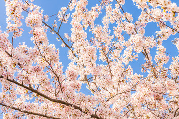 Pink  sakura blossom in park
