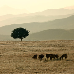 Fototapeta na wymiar Herd Of Calves Grazing In A Field With Lone Tree, On Background Mountains Layer Ridge Of Sicily At The Evening
