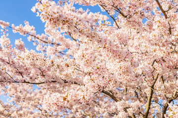 Pink  sakura blossom in park