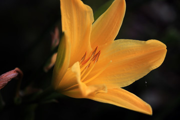 Yellow lily on dark green background. Lily on the blurred background.
