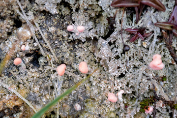 Lichen, Peru, Inca trail