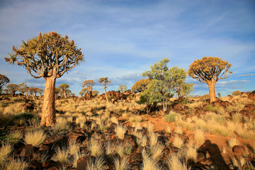 Sunset on the quiver tree or Aloe dichotoma with cloudy blue sky. Best known aloe found in South...