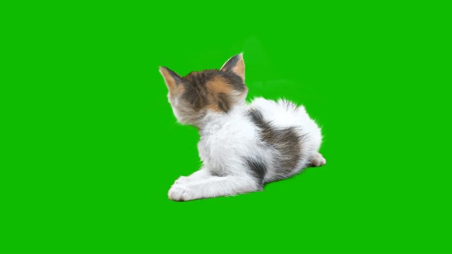 kitten on the green screen.