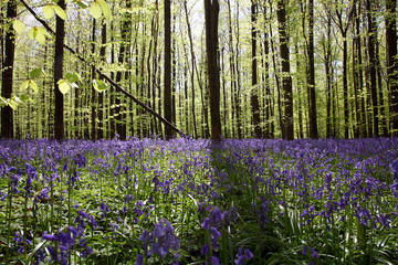 Bluebells in the Woods of Halle. Woodlands on the edge of Halle's Wood (Halle bos in Flemish or Bois de Halle in French) are covered by a splendid carpet of wild bluebell hyacinths
