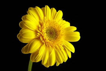 Gerbera yellow flower, plant with yellow petals on black background