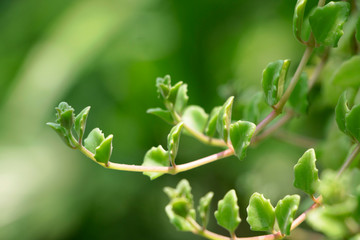 close up of green leaves