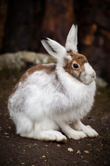 Schneehase, Lepus timidus