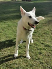 portrait of a white dog