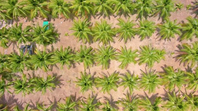 Flying over the even rows and plantations of coconut trees