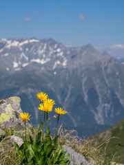 Close-up of Arnica montana flowers in the Alps, mountains in the background