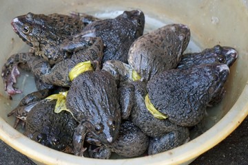 colorful food market in hue