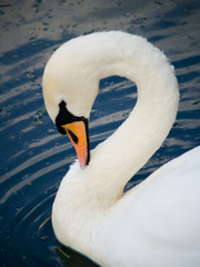 Fototapeta premium a beautiful white swan on a lake that reflects buildings and the sky on a summer day