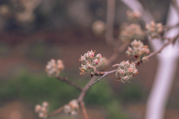 Pear bud flower in spring. Pear flower buds on a tree branch in early spring. Pink flower. Bright green leaves.  Branch of a blossoming tree with beautiful flowers. 