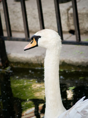 Obraz premium a beautiful white swan on a lake that reflects buildings and the sky on a summer day