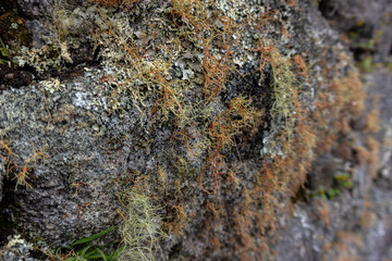 Lichen