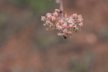 Pear bud flower in spring. Pear flower buds on a tree branch in early spring. Pink flower. Bright green leaves.  Branch of a blossoming tree with beautiful flowers. 