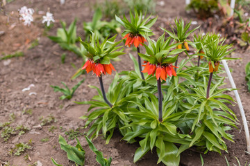 Orange tsetok from the family of liliaceae Fritillaria Imperialis or Grouse Blooms in early spring on a flower bed. 
The concept of gardening and floriculture