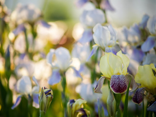 
field of blooming white with lilac irises in backlight