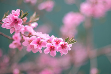Spring tree with pink flowers blooming. Blooming peach flowers blossom, very beautiful. Open peach blossoms in spring sunny day