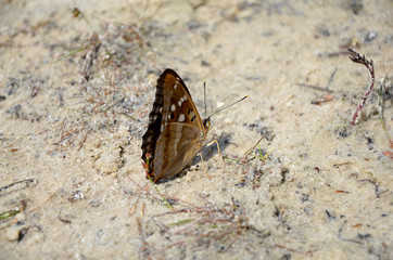 Fototapeta na wymiar insect beautiful butterfly on the sand