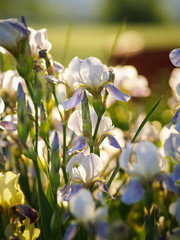 
field of blooming white with lilac irises in backlight