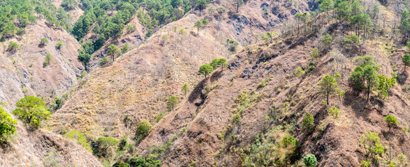 Trees at the slopes of the mountains of Benguet, Mountain Province, Philippines