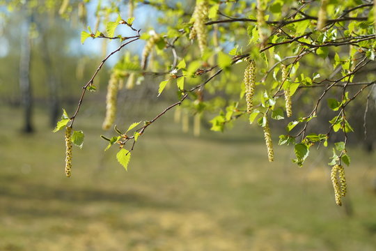 Birken Pllen Bl&uuml;te Fr&uuml;hling